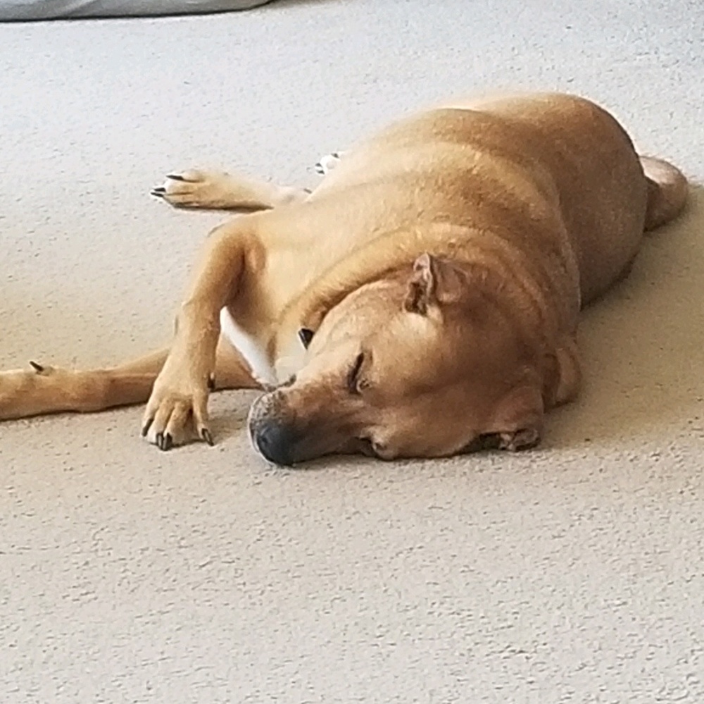 Meet your Posher, Dania